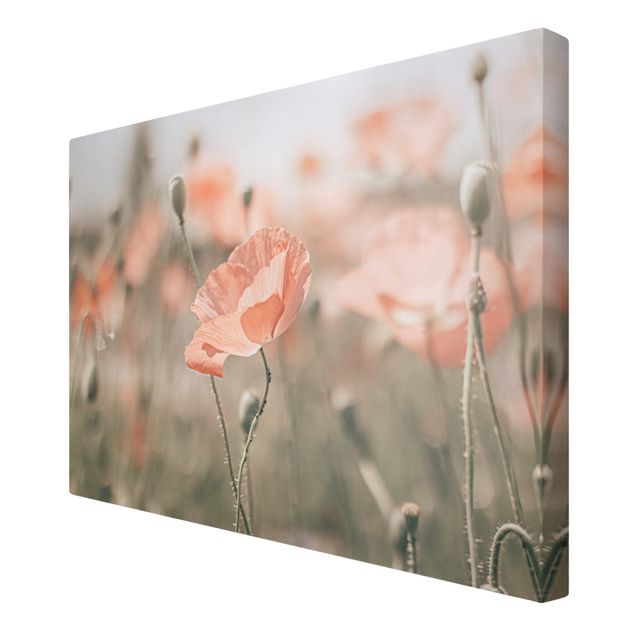 quadros flores Sun-Kissed Poppy Fields