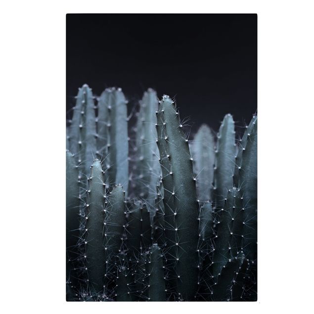 Quadros modernos Desert Cactus At Night