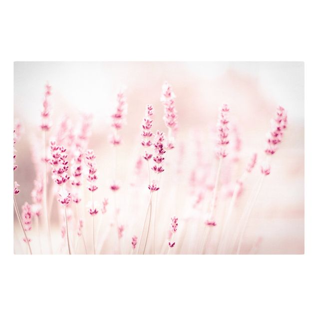 quadros de flores Pale Pink Lavender