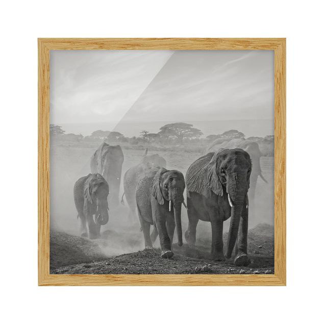 Quadros com moldura em preto e branco Herd Of Elephants
