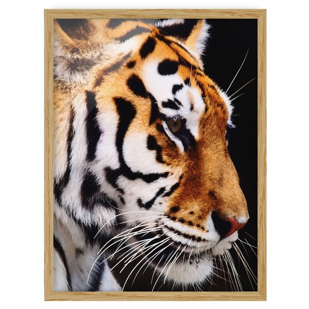 Quadros modernos Tiger Beauty