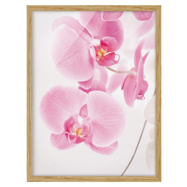 Quadros com moldura flores Delicate Orchids