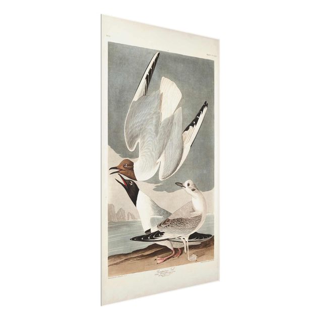 quadro decorativo mar Vintage Board Bonaparte Gull