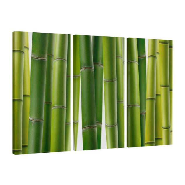 Quadros bambu Bamboo Plants