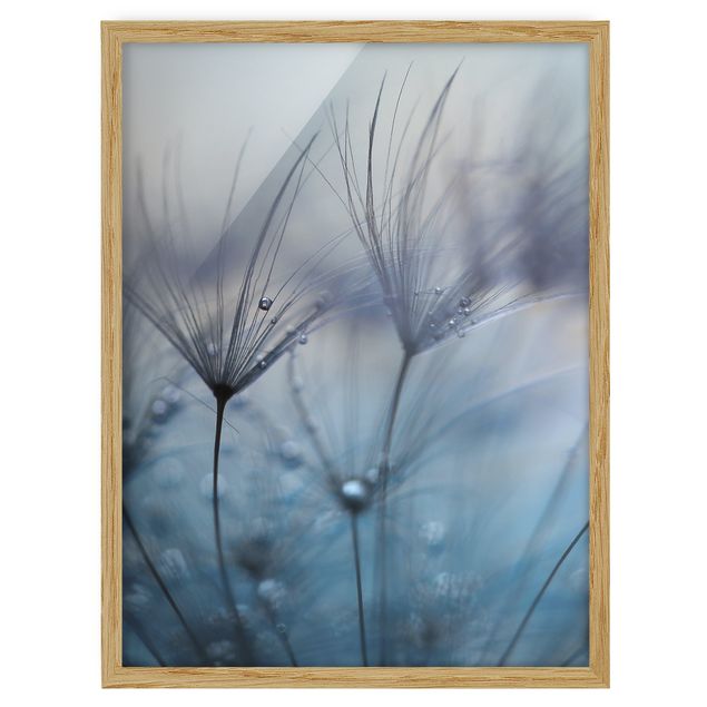 quadro com flores Blue Feathers In The Rain