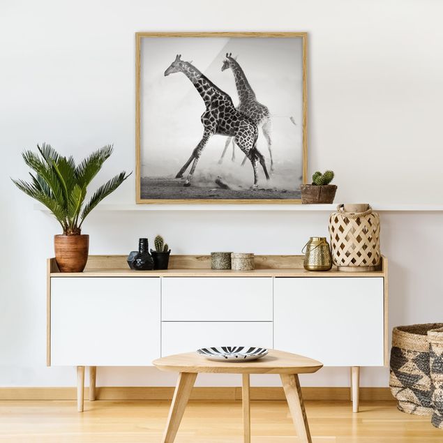 Quadros com moldura em preto e branco Giraffe Hunt