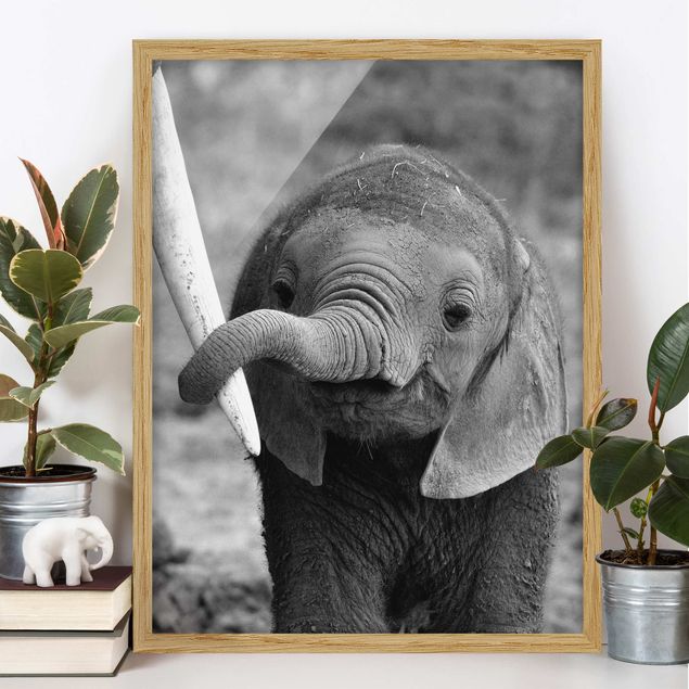 Quadros elefantes Baby Elephant