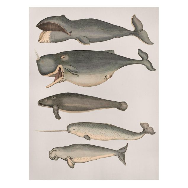 Telas decorativas animais Five Vintage Whales