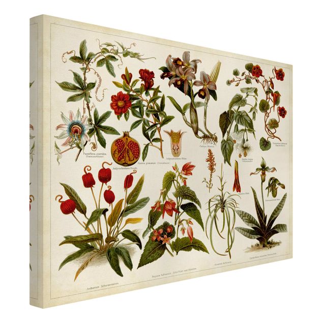 Quadros florais Vintage Board Tropical Botany II