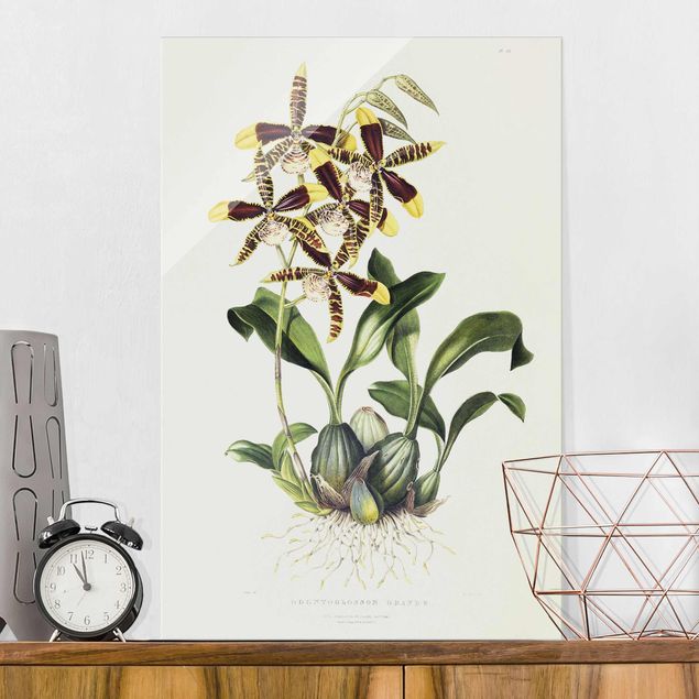 Quadros em vidro de orquídeas Maxim Gauci - Orchid II