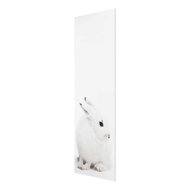 quadro de vidro Arctic Hare
