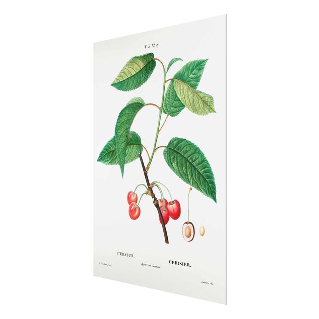 Quadros decorativos Botany Vintage Illustration Red Cherries