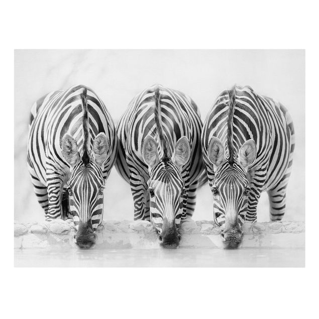 Telas decorativas animais Zebra Trio In Black And White