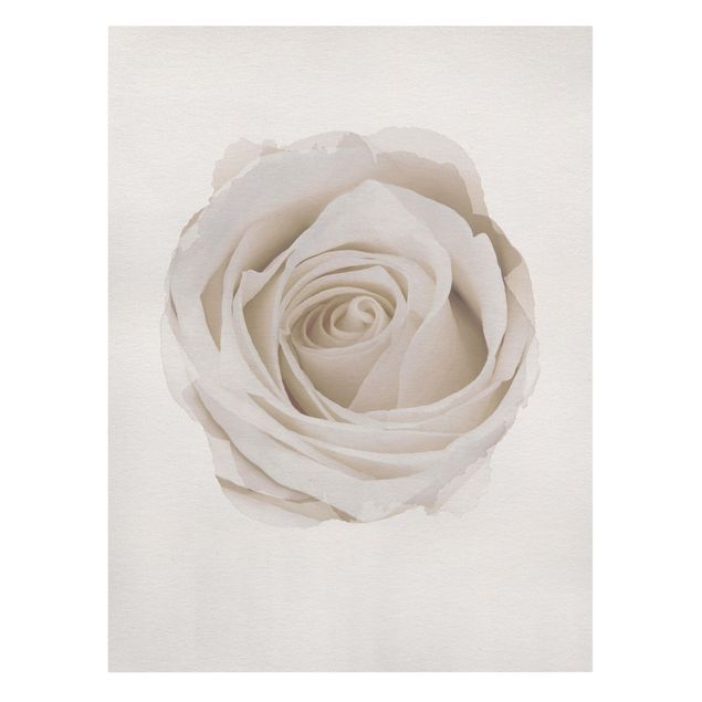 quadros flores WaterColours - Pretty White Rose