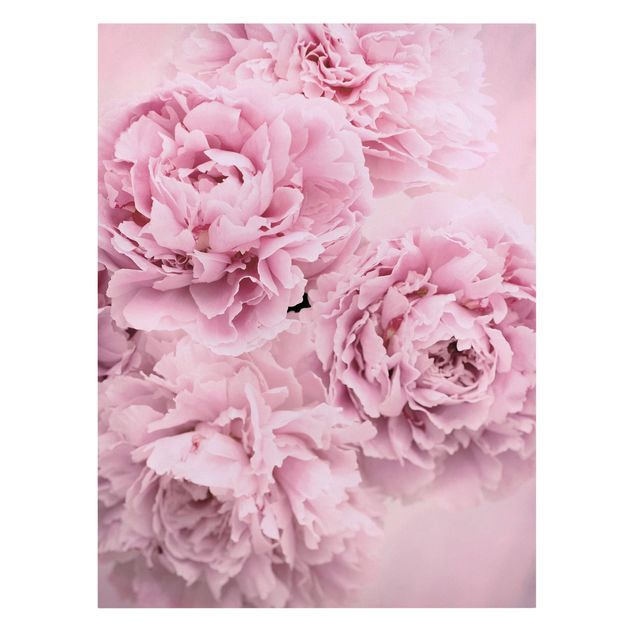 quadros flores Pink Peonies