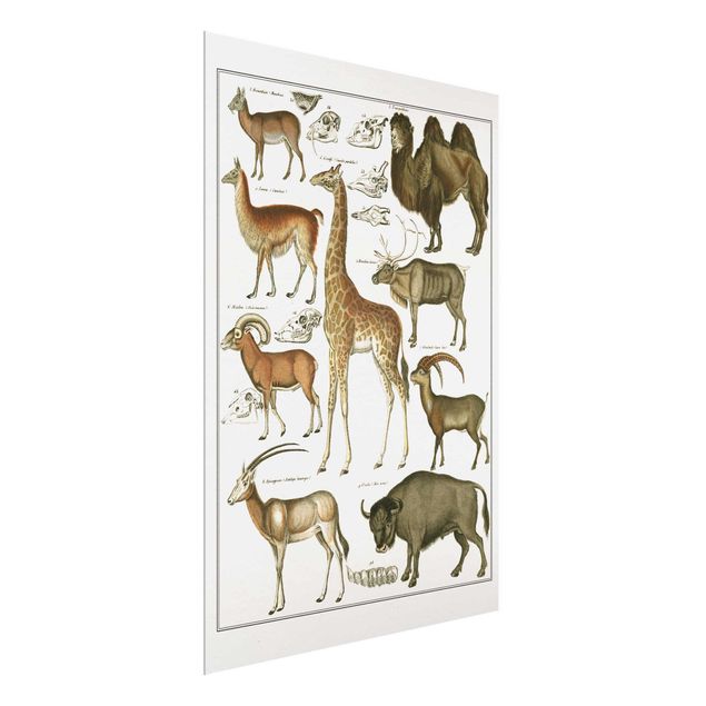 Quadros em vidro paisagens Vintage Board Giraffe, Camel And IIama