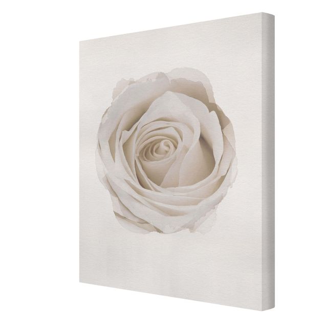quadros para parede WaterColours - Pretty White Rose