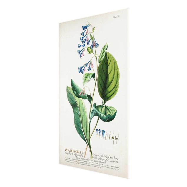 decoração quadros Vintage Botanical Illustration Lungwort