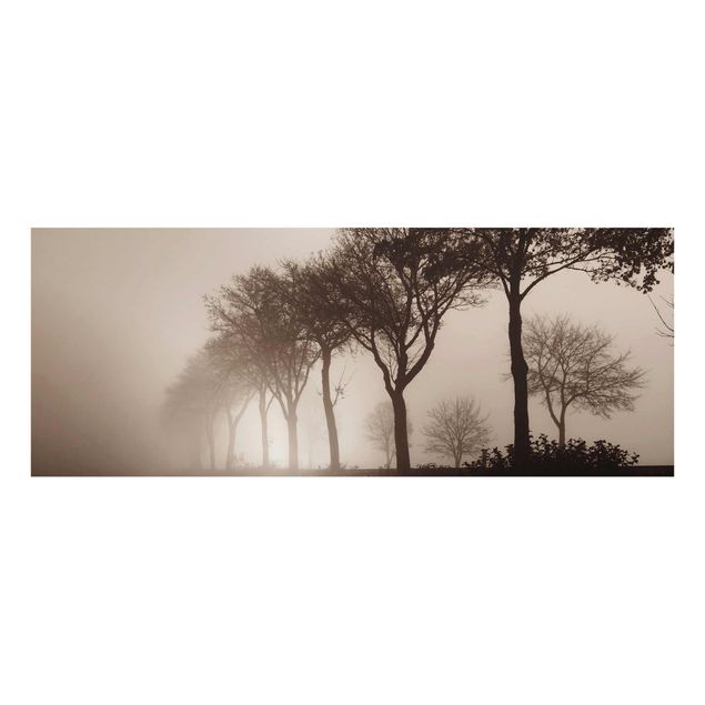 Quadros natureza Tree Avanue In Morning Mist