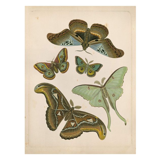 Telas decorativas animais Vintage Illustration Exotic Butterflies II