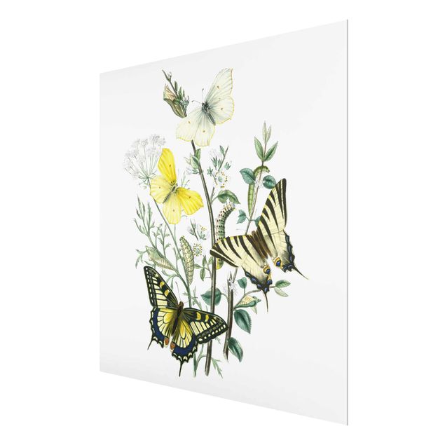Quadros decorativos British Butterflies III