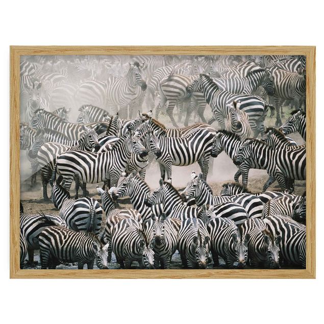 Quadros com moldura abstratos Zebra Herd