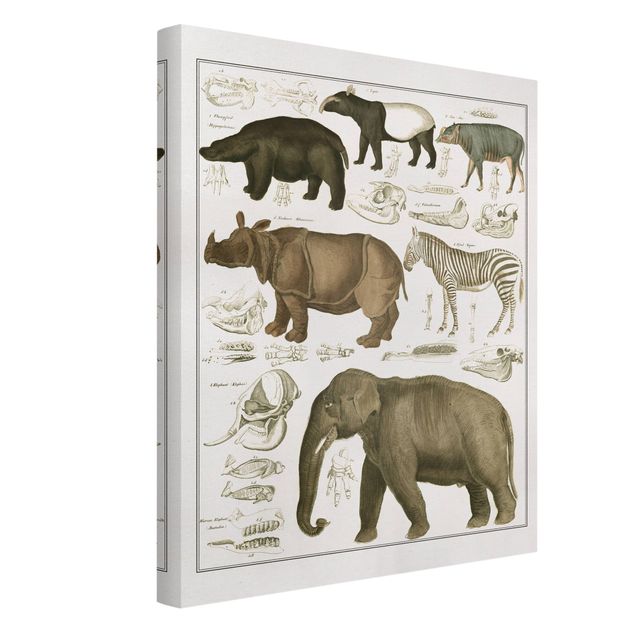 Telas decorativas África Vintage Board Elephant, Zebra And Rhino