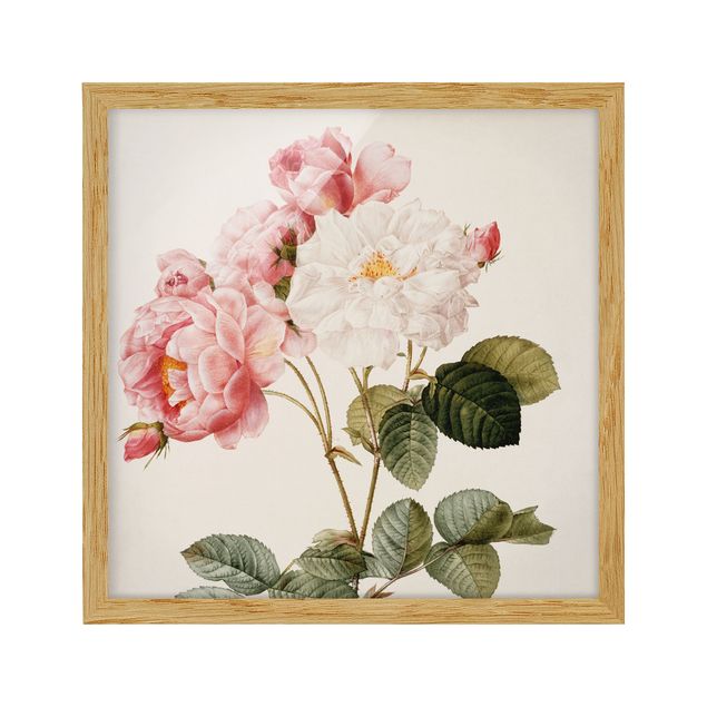 Quadros florais Pierre Joseph Redoute - Pink Damascena