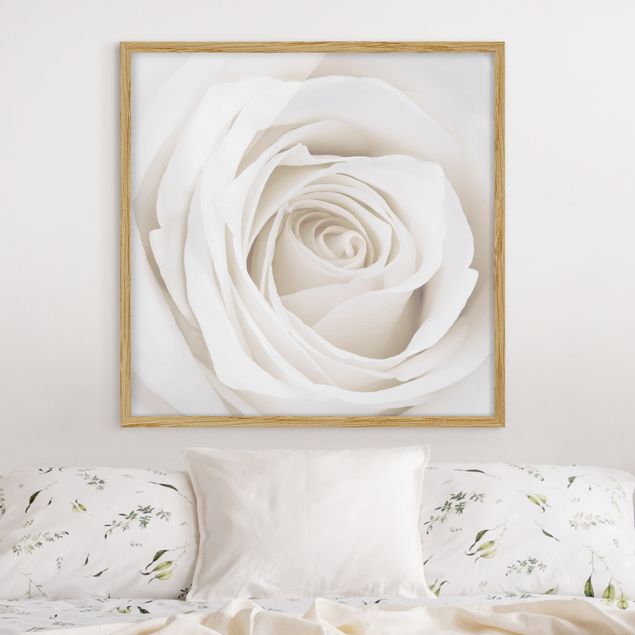 Quadros com moldura flores Pretty White Rose