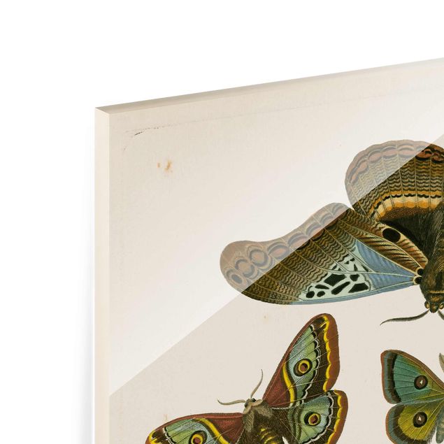 quadros para parede Vintage Illustration Exotic Butterflies II