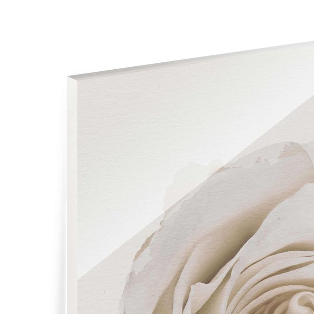 Quadros decorativos WaterColours - Pretty White Rose