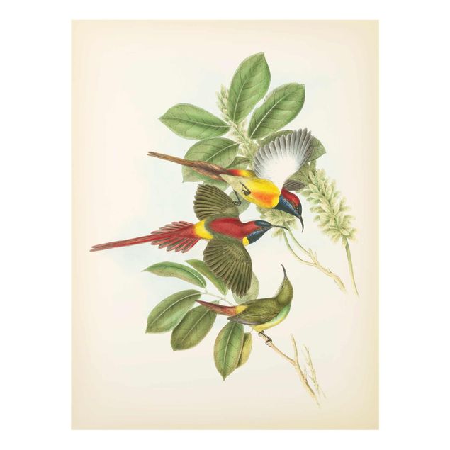 quadro decorativo verde Vintage Illustration Tropical Birds III