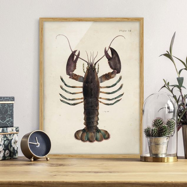 decoraçoes cozinha Vintage Illustration Lobster
