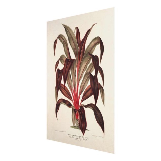 Quadros vermelhos Botany Vintage Illustration Of Dragon Tree