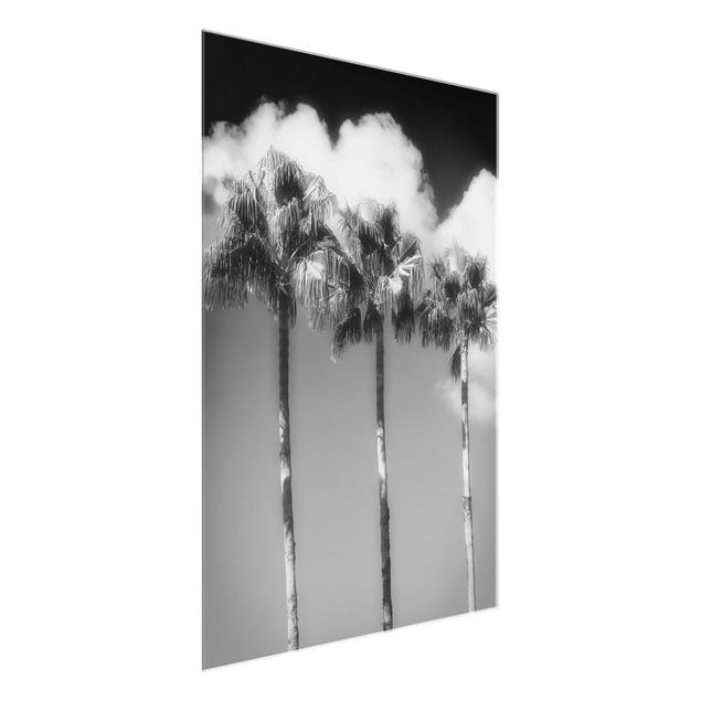 Quadros em vidro em preto e branco Palm Trees Against The Sky Black And White