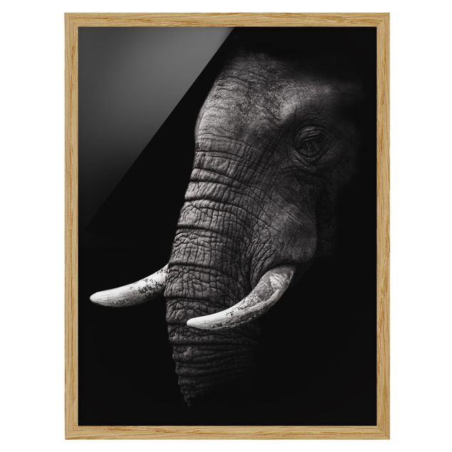 Quadros com moldura em preto e branco Dark Elephant Portrait