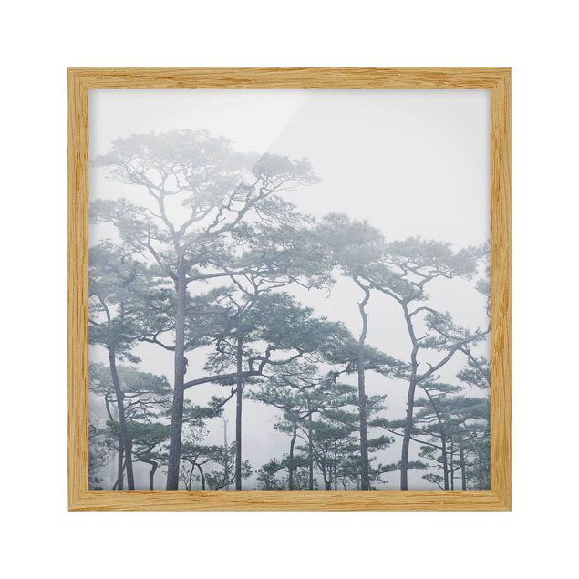 Quadros com moldura paisagens Treetops In Fog