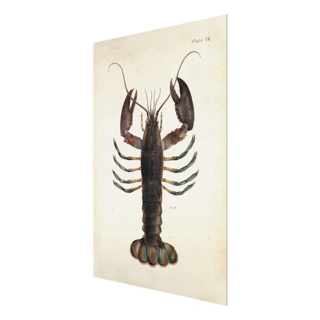 quadros para parede Vintage Illustration Lobster