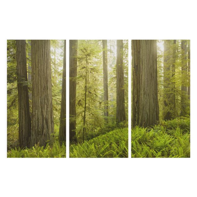 Telas decorativas florestas Redwood State Park Forest View