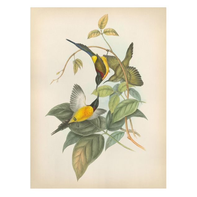 quadro com flores Vintage Illustration Tropical Birds IV