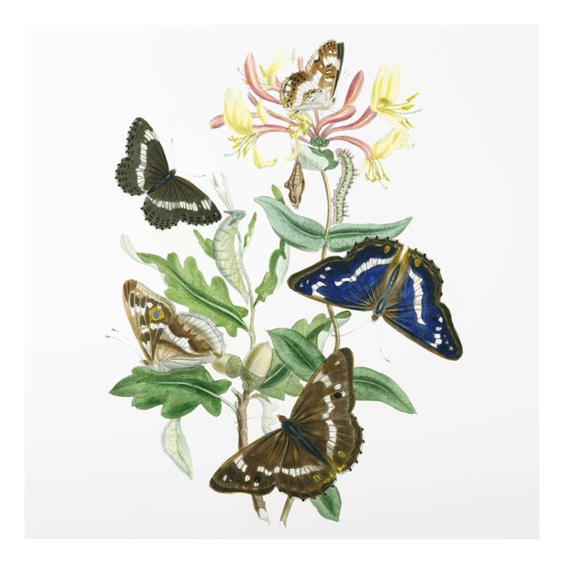 quadros flores British Butterflies IV
