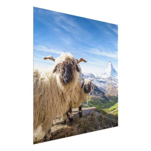 Quadros montanhas Blacknose Sheep Of Zermatt