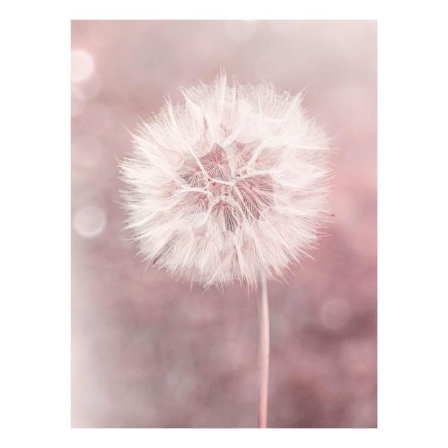 quadros flores Dandelion Bokeh Light Pink