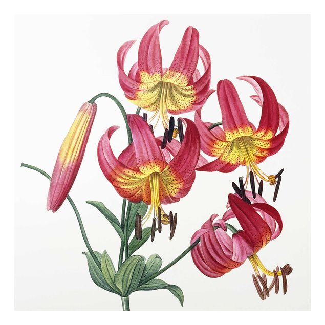 Quadros florais Pierre Joseph Redoute - Lilium Superbum