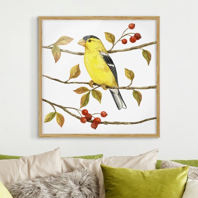 Quadros com moldura vintage Birds And Berries - American Goldfinch