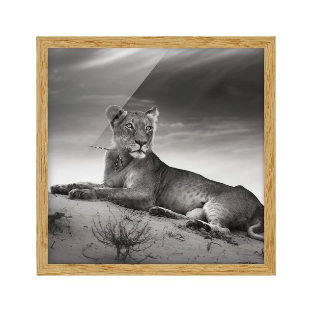 Quadros retratos Resting Lion