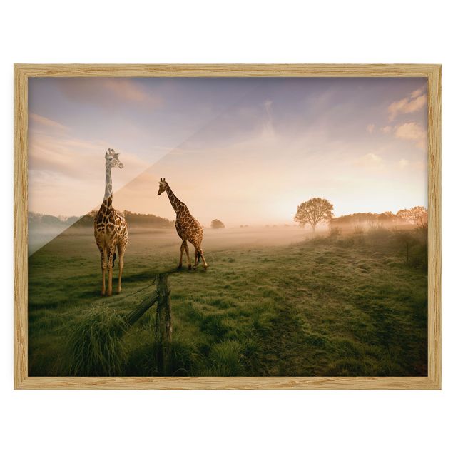 Quadros com moldura paisagens Surreal Giraffes