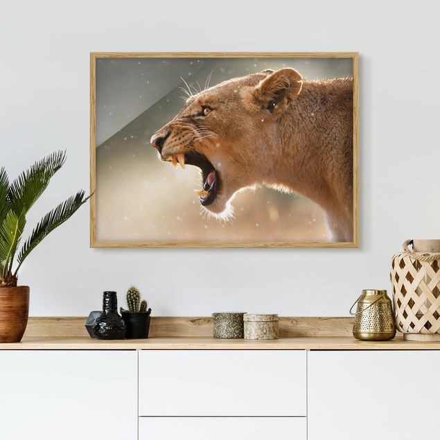 quadros de paisagens Lioness on the hunt