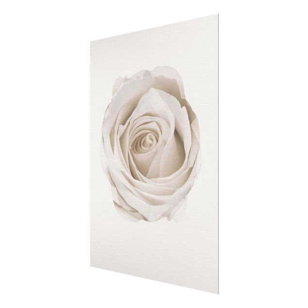 quadro com flores WaterColours - Pretty White Rose