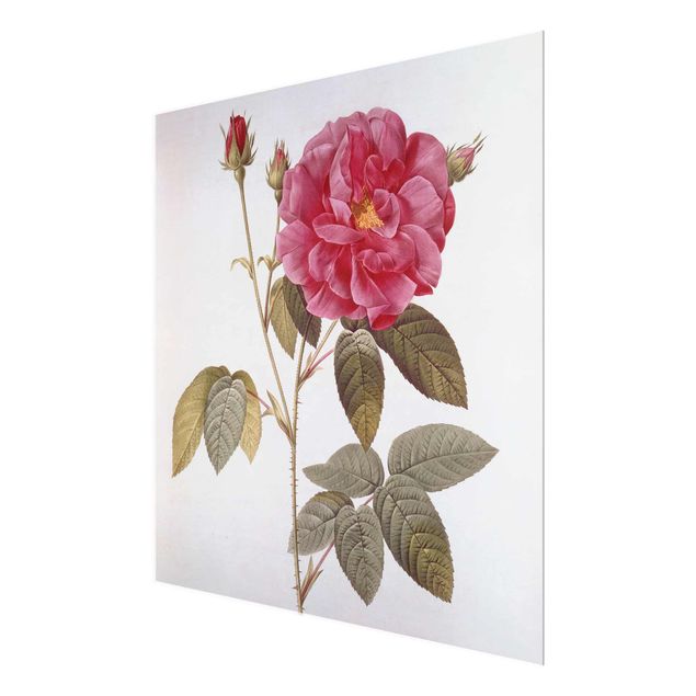Quadros florais Pierre Joseph Redoute - Apothecary's Rose